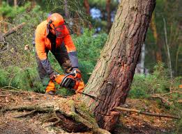 Best Tree Cabling and Bracing  in Eagle Crest, OR