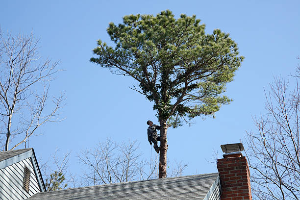 Trusted Eagle Crest, OR Tree Care Experts